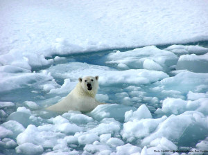 Global warming has had a detrimental effect on the polar ice caps.